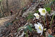 11 Ellebori in fiore